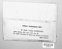 Valsa capistraria image
